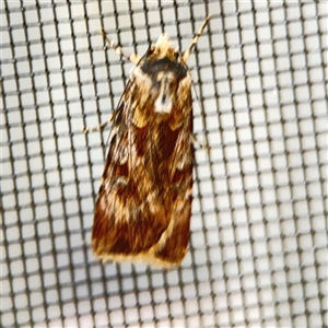 Agrotis munda at Surf Beach, NSW - 1 Oct 2024