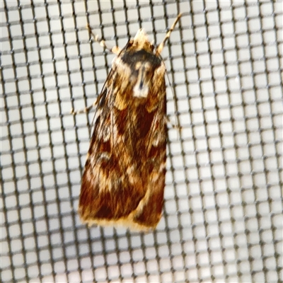 Agrotis munda (Brown Cutworm) at Surf Beach, NSW - 1 Oct 2024 by Hejor1