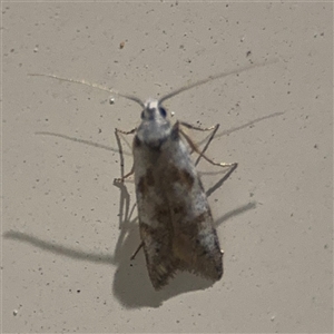 Oxythecta hieroglyphica at Surf Beach, NSW - 1 Oct 2024