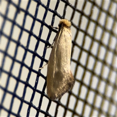 Edosa (genus) (A Tineid moth (Perissomasticinae) at Surf Beach, NSW - 1 Oct 2024 by Hejor1