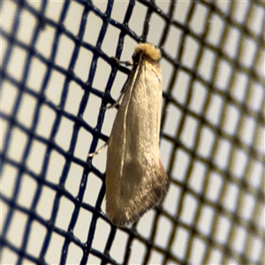 Edosa (genus) at Surf Beach, NSW - 1 Oct 2024 10:29 PM