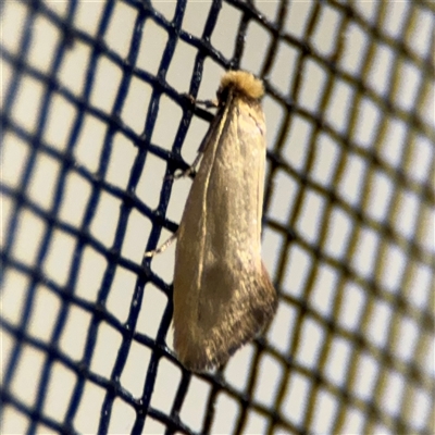 Edosa (genus) (A Tineid moth (Perissomasticinae) at Surf Beach, NSW - 1 Oct 2024 by Hejor1