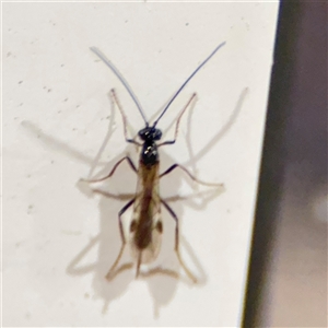 Ichneumonidae (family) at Surf Beach, NSW - 1 Oct 2024