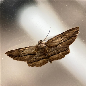 Euphronarcha luxaria at Surf Beach, NSW - 1 Oct 2024