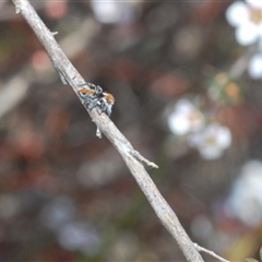 Maratus calcitrans (Kicking peacock spider) at O'Connor, ACT - 1 Oct 2024 by Harrisi