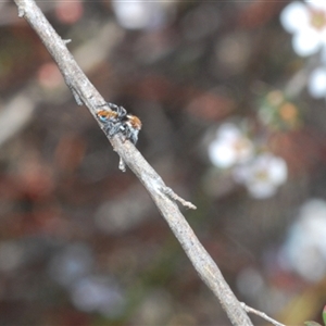 Maratus calcitrans at O'Connor, ACT - suppressed