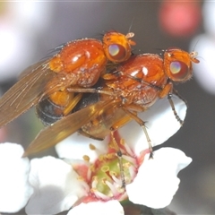 Lauxaniidae (family) (Unidentified lauxaniid fly) at O'Connor, ACT - 1 Oct 2024 by Harrisi