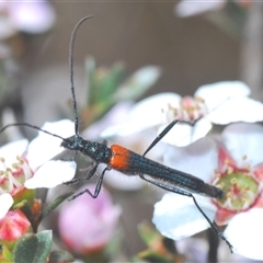 Oroderes humeralis (A longhorn beetle) at O'Connor, ACT - 1 Oct 2024 by Harrisi