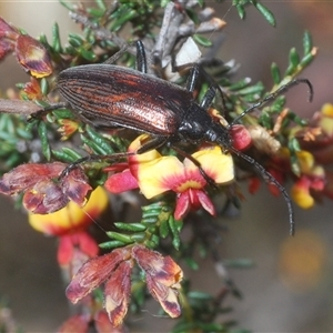 Homotrysis cisteloides at O'Connor, ACT - 1 Oct 2024