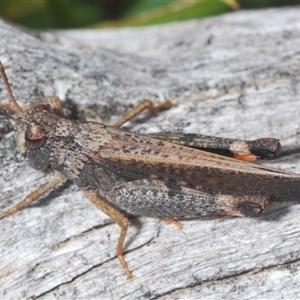 Cryptobothrus chrysophorus at Uriarra Village, ACT - 30 Sep 2024