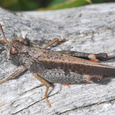 Cryptobothrus chrysophorus (Golden Bandwing) at Uriarra Village, ACT - 30 Sep 2024 by Harrisi