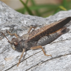 Cryptobothrus chrysophorus at Uriarra Village, ACT - 30 Sep 2024