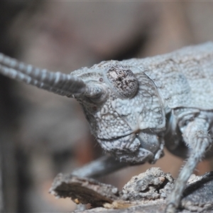 Coryphistes ruricola at Bruce, ACT - 29 Sep 2024