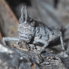 Coryphistes ruricola at Bruce, ACT - 29 Sep 2024