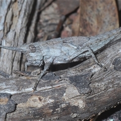 Coryphistes ruricola at Bruce, ACT - 29 Sep 2024