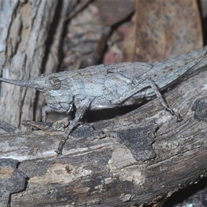 Coryphistes ruricola at Bruce, ACT - 29 Sep 2024