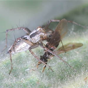 Oxyopidae (family) at Uriarra Village, ACT - 30 Sep 2024