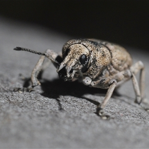 Polyphrades paganus at O'Connor, ACT - 29 Sep 2024