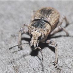 Polyphrades paganus at O'Connor, ACT - 29 Sep 2024