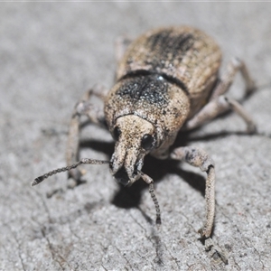 Polyphrades paganus at O'Connor, ACT - 29 Sep 2024