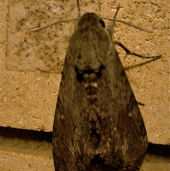 Agrius convolvuli (Convolvulus Hawk Moth) at Ashgrove, QLD - 1 Oct 2024 by Sharyn58