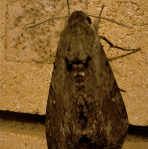 Agrius convolvuli (Convolvulus Hawk Moth) at Ashgrove, QLD by Sharyn58