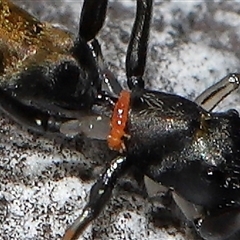 Ichneumonoidea (Superfamily) at Hackett, ACT - 1 Sep 2024 11:55 AM