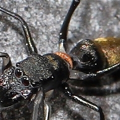 Ichneumonoidea (Superfamily) at Hackett, ACT - 1 Sep 2024 11:55 AM