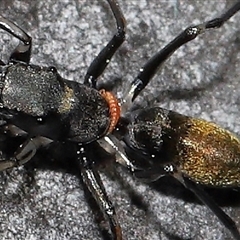 Ichneumonoidea (Superfamily) at Hackett, ACT - 1 Sep 2024 11:55 AM