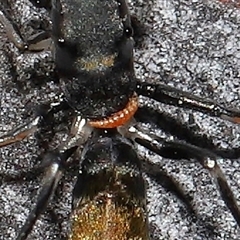 Ichneumonoidea (Superfamily) at Hackett, ACT - 1 Sep 2024 11:55 AM