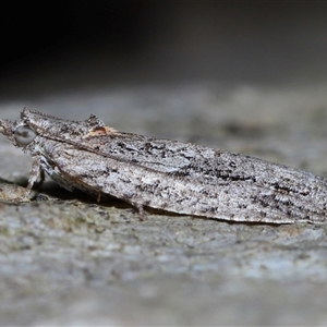 Acropolitis rudisana at Acton, ACT - 1 Oct 2024 01:01 PM