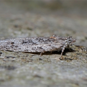 Acropolitis rudisana at Acton, ACT - 1 Oct 2024 01:01 PM