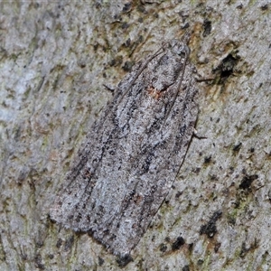 Acropolitis rudisana at Acton, ACT - 1 Oct 2024 01:01 PM