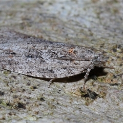 Acropolitis rudisana at Acton, ACT - 1 Oct 2024 01:01 PM