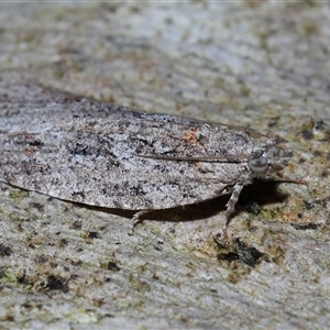 Acropolitis rudisana at Acton, ACT - 1 Oct 2024 01:01 PM