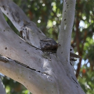 Podargus strigoides at Acton, ACT - 1 Oct 2024