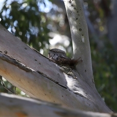 Podargus strigoides at Acton, ACT - 1 Oct 2024