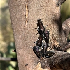 Eurymela distincta (Gumtree leafhopper) at Bungendore, NSW - 1 Oct 2024 by yellowboxwoodland