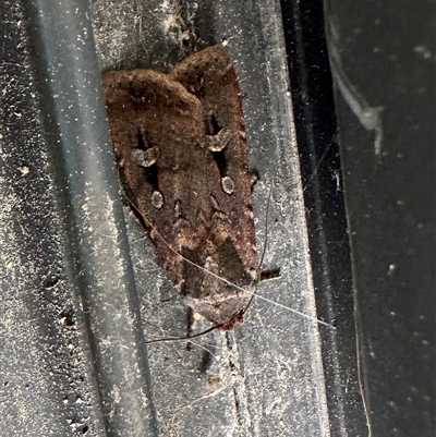 Agrotis munda (Brown Cutworm) at Duffy, ACT - 2 Oct 2024 by emptysea