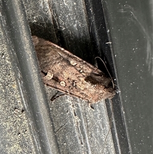 Agrotis munda at Duffy, ACT - suppressed