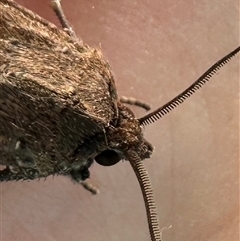 Agrotis munda at Duffy, ACT - 2 Oct 2024