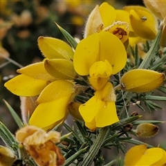 Ulex europaeus (Gorse) at Lake George, NSW - 1 Oct 2024 by trevorpreston