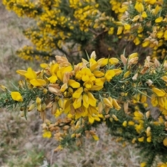 Ulex europaeus at Lake George, NSW - 2 Oct 2024