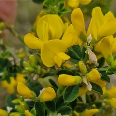 Genista monspessulana (Cape Broom, Montpellier Broom) at Yarra, NSW - 2 Oct 2024 by trevorpreston