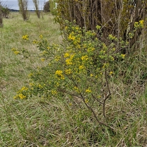 Genista monspessulana at Yarra, NSW - 2 Oct 2024 07:26 AM