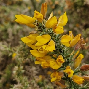 Ulex europaeus at Yarra, NSW - 2 Oct 2024