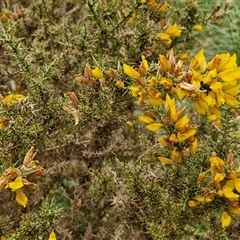 Ulex europaeus at Yarra, NSW - 2 Oct 2024