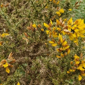 Ulex europaeus at Yarra, NSW - 2 Oct 2024