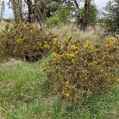 Ulex europaeus at Yarra, NSW - 2 Oct 2024