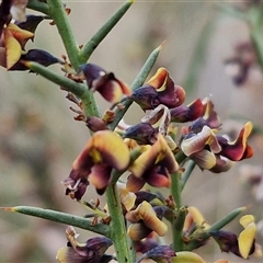 Daviesia genistifolia (Broom Bitter Pea) at Yarra, NSW - 2 Oct 2024 by trevorpreston